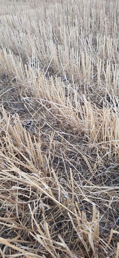 The image displays a close-up, eye-level view of a harvested wheat field. The ground is covered in stubble, with many short, dry stalks of wheat standing upright. Some loose straw and dried plant debris are scattered among the stalks. The color palette is dominated by muted browns and yellows, consistent with a dry, agricultural landscape. The lighting suggests an outdoor setting, likely during the day. The scene is devoid of people, animals, or man-made structures. The context of Huesca, Spain, suggests this is a rural or agricultural area within or surrounding the city.