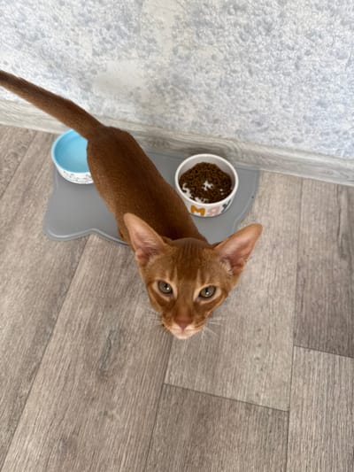 A short-haired, reddish-brown cat is looking up at the camera from a wooden floor. The cat is positioned in the center of the frame, with its head tilted back. In front of the cat, there are two bowls on a gray placemat. The bowl on the left is blue and contains water. The bowl on the right is white with orange lettering and is filled with dry cat food. The background consists of a light-colored, textured wall and a section of wooden floor. There is no visible information in the image to indicate the location in the city of Stary Oskol, Russia.