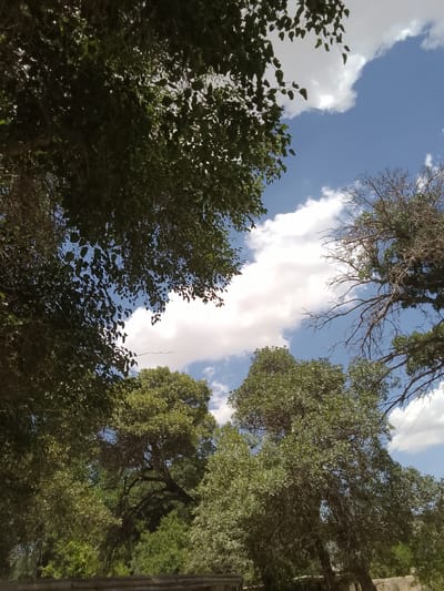 The image shows a view looking up through the branches of several trees towards a bright blue sky with scattered white clouds. The trees are dense with green foliage, and some bare branches are also visible. The scene appears to be outdoors, possibly in a park or a natural area. The lighting suggests it is daytime. No people or specific city landmarks of Muborak, Uzbekistan are identifiable in this image.