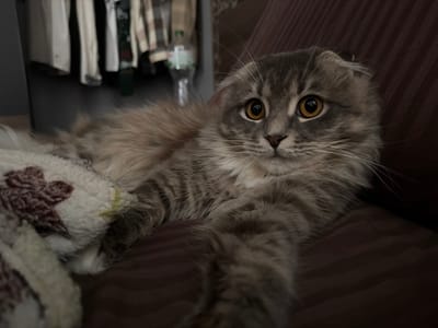 A long-haired, gray and white Scottish Fold cat with large, amber eyes is lying on a dark brown, striped couch. A fuzzy, white blanket with a dark red floral pattern is partially covering the cat's body. In the background, a rack of clothes is visible, with several garments hanging. The scene appears to be indoors, likely in a residential setting in Vovchynets, Ukraine.
