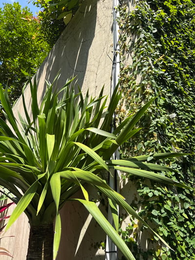 This outdoor shot in Jimbaran, Indonesia, features a verdant array of plants against a building wall. The primary subject is a dense cluster of long, slender green leaves, possibly Yucca, emanating from a thick trunk. The leaves exhibit vibrant shades of green, and appear to be illuminated by sunlight. The wall is covered with climbing fig, Ficus pumila. A gray wall and other green foliage is visible as well. The composition is angled, presenting a perspective that focuses on the interplay between the natural elements and the architectural setting.