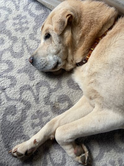 An overhead medium shot shows a light-colored dog lying on a grey and white patterned carpet. The dog is facing left, with its head resting on its paws, and its eyes are closed. The dog is wearing a brown collar with amber-colored beads. The carpet has a geometric pattern of diamond shapes. The scene appears to be indoors, possibly in a living room or bedroom. The image is well-lit, and the focus is sharp.