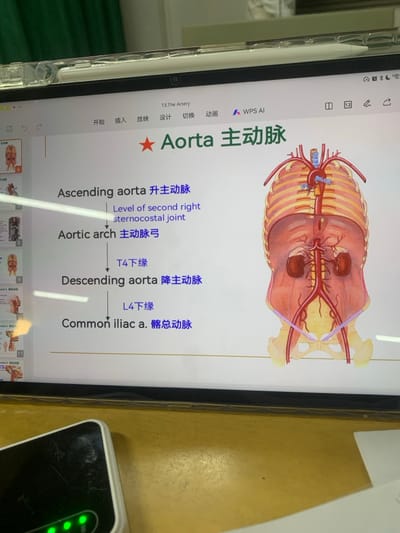 The image captures an indoor scene in Shenyang City, China, displaying a digital screen (likely a tablet or laptop) showing an anatomical presentation. The slide, labeled "13.The Artery" and titled "Aorta 主动脉" (Aorta), details sections of the aorta: "Ascending aorta 升主动脉," "Aortic arch 主动脉弓," "Descending aorta 降主动脉," and "Common iliac a. 髂总动脉," along with anatomical landmarks such as "Level of second right sternocostal joint," "T4 下缘" (T4 inferior border), and "L4 下缘" (L4 inferior border). An anatomical illustration of the human torso, depicting the aorta, major arteries, heart, ribcage, kidneys, and pelvis, is prominently displayed on the right side of the screen. A white electronic device with three active green indicator lights is positioned on a light brown, possibly wooden, surface in the lower-left foreground. A stylus or pen is visible resting on the top edge of the screen, contained within a clear protective case. A light source creates a reflection across the upper-middle portion of the screen, partially obscuring text. A dark green curtain is visible in the upper-left background. No individuals are present in the frame.