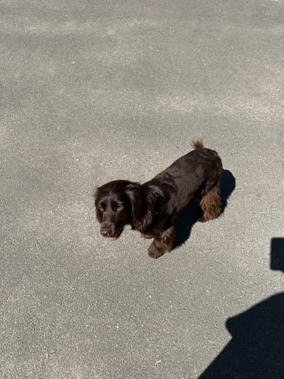 A medium-sized, dark brown dog with floppy ears is standing on a paved surface. The dog is facing left, with its head slightly lowered, and its tongue is sticking out. The dog's tail is bushy and held upwards. There is a shadow of the dog on the ground to its right. In the lower right corner of the image, there is a dark shadow cast by an unseen object, possibly a person. The paved surface appears to be asphalt. The background is out of focus. The image was taken outdoors during the day, with bright sunlight creating distinct shadows. The location is not specified in the provided information, and therefore, any mention of Podilsk, Ukraine, would be speculative.