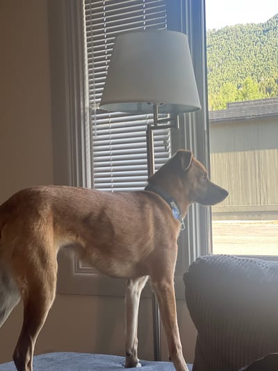 A medium-sized, slender, tan-colored dog with a blue collar stands on a grey couch, facing a window and looking out. The dog's body is positioned to the left of the frame, with its head turned to the right, observing the scene outside. The window has white blinds and is partially obscured by a floor lamp with a white lampshade. Outside the window, a dense green forest covers a mountainside, with some lighter green trees in the foreground. The lower portion of the outside view shows a weathered, light-colored building with a corrugated metal exterior. The overall lighting suggests a bright, possibly sunny day. The location is identified as Jackson, United States of America.