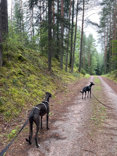 Two black greyhounds are walking on a dirt road through a forest. The dog in the foreground is closer to the camera, facing away from it and to the left. It is wearing a white harness. The second dog is further down the road, facing to the right and looking ahead. The road is flanked by a mossy slope on the left and tall pine trees on the right. The sky is overcast. The location is the Åsbacka nature reserve in Hämeenlinna, Finland.