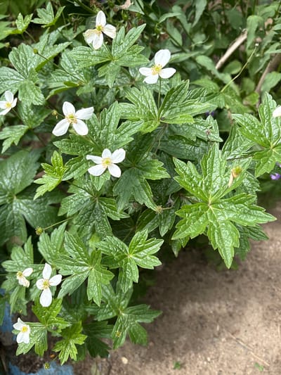 The image shows a cluster of small white flowers with yellow centers, interspersed with lush green, deeply lobed leaves. The flowers have five delicate petals and appear to be blooming on a plant with a sprawling growth habit. The leaves are serrated and have a somewhat textured surface. In the background, a blur of darker green foliage suggests a densely planted area, possibly a garden or natural growth. The lower right portion of the image reveals a dry, sandy or dusty ground surface, hinting at an outdoor setting. There are no people, animals, or man-made objects clearly visible, except for a hint of blue paint on the lower left edge, possibly from a planter or structure. The image lacks specific context to pinpoint a location within Orsk, Russia.