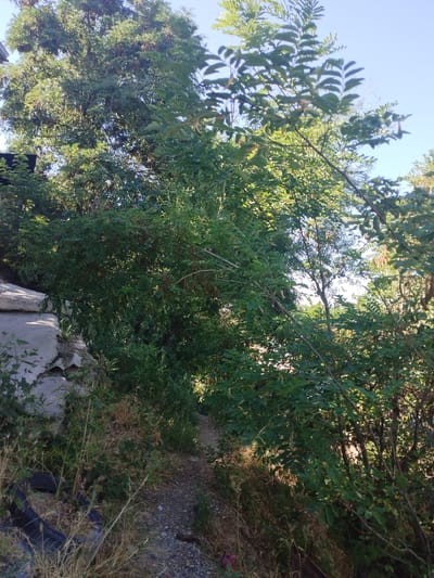 The image depicts an outdoor scene with dense foliage and a narrow dirt path. A large tree with green leaves and hanging seed pods dominates the center of the frame. To the left, a rocky embankment is visible, with dry grass and what appears to be a discarded tire at the bottom. The path, made of gravel and dirt, winds through the vegetation. The sky is clear and blue, suggesting a sunny day. The overall impression is one of an overgrown, somewhat neglected natural area within a city setting, potentially a park or a less-developed part of Mady, Kyrgyzstan. There are no people or animals visible in the image.