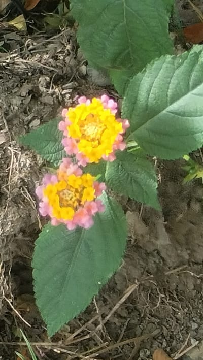 Two clusters of Lantana flowers, one above the other, are in focus against a backdrop of soil and dried leaves. The flowers are composed of small, tubular florets. The upper cluster exhibits a vibrant yellow center transitioning to pink petals, while the lower cluster displays a similar yellow and pink coloration. Large, serrated green leaves frame the flowers, their veins clearly visible. The surrounding ground is covered with dark soil, small pebbles, and scattered dry organic matter, including twigs and fragments of leaves. The scene appears to be an outdoor environment, likely a garden or natural setting.