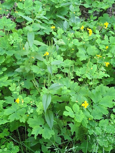 This is a medium-shot, eye-level photograph of a dense patch of celandine (Chelidonium majus) plants with numerous small yellow flowers and green, lobed leaves. The plants are growing in an outdoor, natural environment, likely in a woodland or unkempt area. The lighting is even and natural, suggesting it was taken during the day, possibly overcast. The background is a blur of darker greens and browns, indicating more vegetation and possibly soil or leaf litter on the ground. The image is focused on the texture and color of the plants. The location is identified as Дубровенскі сельскі Савет, Belarus. There are no people or animals present.