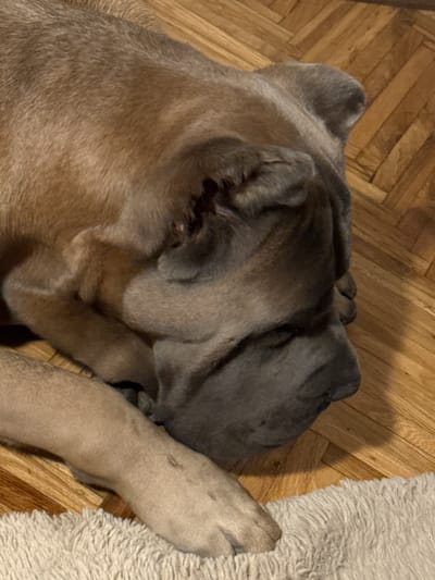 The image shows a dog, possibly a Cane Corso breed, sleeping on a wooden floor. The dog has a fawn-colored coat and appears to be resting on its side. The floor is made of light-colored wood planks arranged in a herringbone pattern. A light-colored rug is visible in the lower part of the image. The scene appears to be indoors, likely in a home. There is no discernible information in the image that would allow for the determination of its location within Apatin Municipality, Serbia.