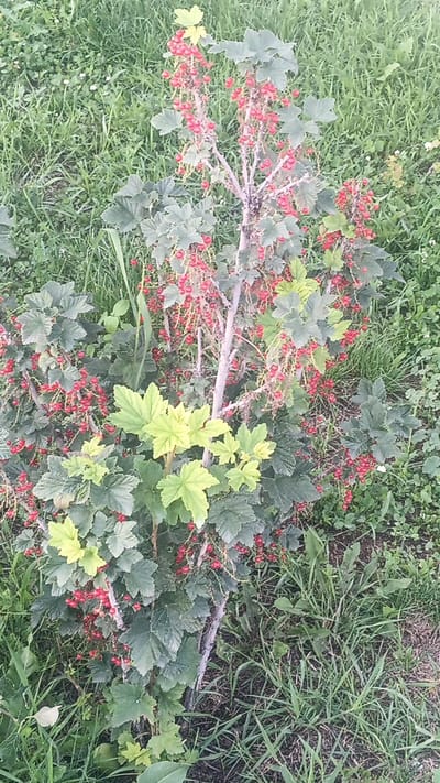 The image shows a close-up view of a red currant bush laden with ripe red berries. The bush is set against a backdrop of green grass and other low-lying vegetation. The berries are clustered on long stems, and the leaves of the bush are a deep green color. The lighting suggests it is daytime, possibly late afternoon, given the soft shadows. The scene is outdoors and appears to be in a garden or a natural setting. There are no people or animals visible in the image. The location is Choktal, Kyrgyzstan.
