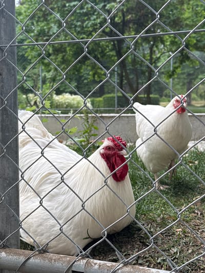 Two white chickens are visible behind a chain-link fence. The chicken in the foreground is larger and appears to be resting on the ground, facing the left side of the image. The chicken in the background is standing and facing the right side of the image. Both chickens have red combs and wattles. The environment behind the fence is grassy with some trees and greenery. The image was taken in the city of Kreuzlingen, Switzerland.