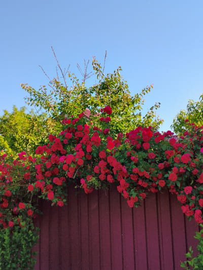 In Velyka Bahachka, Ukraine, a cluster of vibrant red roses cascades over a dark red wooden fence under a clear blue sky. The roses are in full bloom, with dense clusters of flowers and green foliage. Behind the roses, the lush green leaves of trees can be seen, suggesting a garden setting. The wooden fence is vertically paneled and appears to be in good condition. The scene is a picturesque snapshot of nature's beauty in a rural or suburban environment.