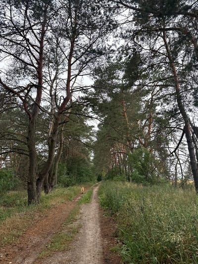 A dirt path winds through a pine forest in the Рэчыцкі сельскі Савет, Belarus. The path is flanked by tall pine trees with sparse needles and a dense undergrowth of grass and bushes. The sky is overcast. In the distance, a small, light-colored dog is walking away from the camera on the path. The scene appears to be in a natural, undeveloped area.