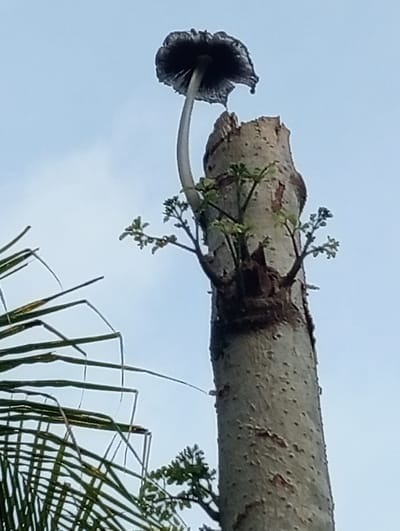 A lone, dark-capped mushroom with a long, slender stem sprouts from the top of a dead, grey tree stump. New green shoots are emerging from the sides of the stump, with some leaves unfurling. In the lower left corner, the fronds of a palm tree are visible against a clear, pale blue sky. The scene appears to be located in Keudekrueng, Indonesia, where the weather is likely warm and humid.