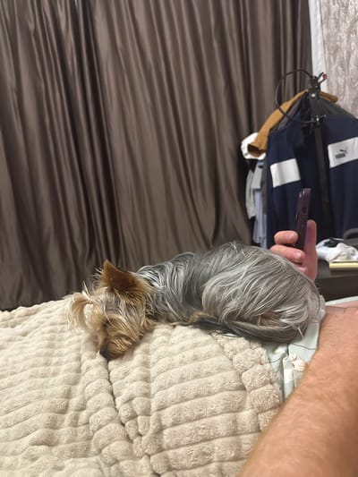 The image shows a person holding a phone, with a small dog tucked into a cream-colored blanket. The dog's fur is a mix of grey and brown. The background includes a dark brown, ribbed surface, possibly a bed or sofa, and a portion of what appears to be clothing or fabric with blue and white stripes, featuring a Puma logo. The overall scene is indoors, with soft lighting that doesn't indicate a specific time of day. The dog appears relaxed and comfortable, snuggled under the blanket. The person's arm is visible, resting on the blanket. There is no clear indication of the weather or specific emotions, beyond the comfort of the dog. The location context of Verkhniy Yurt, Russia is provided, but no visual cues within the image directly confirm this location.