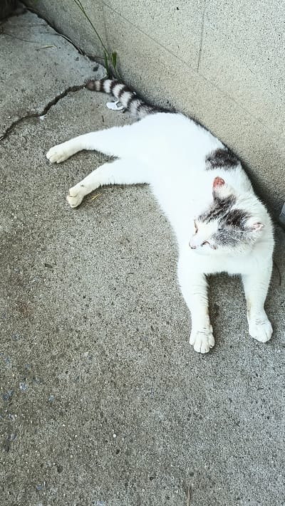 A white and gray tabby cat is lying on its side on a cracked concrete surface next to a light-colored textured wall. The cat's body is mostly white with gray tabby markings on its head and tail. Its eyes are closed, and its head is turned to the right. The cat's paws are extended outwards. A thin green plant grows from a crack in the concrete near the cat's tail. The scene appears to be outdoors in an urban environment, possibly in Stefan Karadzhovo, Bulgaria.