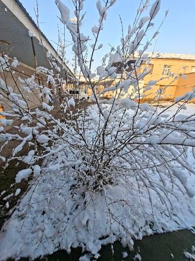 The image depicts a snow-covered outdoor scene in Nurli zamin, Uzbekistan, under a clear blue sky. In the foreground, a deciduous bush or small tree, devoid of leaves, is heavily coated with fresh snow on its numerous branches and the ground surrounding its base. To the left, a light-colored building features a covered walkway or veranda with a prominent fascia. In the midground, between buildings, a white vehicle, possibly a minivan, is partially visible. To the right, a multi-story building with a light yellow/beige facade and multiple windows stands, its roof lightly dusted with snow. The ground across the visible area is covered in a layer of white snow. No individuals are present in the scene.