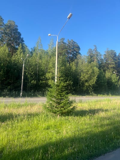 The image depicts a roadside scene in Zheleznogorsk, Russia, on a clear, sunny day. The primary subjects are a bright blue sky, a dense line of green trees and a road. Two streetlights are visible, one in the foreground on the left and another further back on the right. The road appears to be a paved asphalt surface with a white line marking its edge, bordered by a lush green grassy verge. The grass is tall and somewhat overgrown, with numerous seed heads, suggesting it is late spring or summer. A small, dense evergreen tree is situated in the grassy area near the road. The overall impression is one of a quiet, natural setting adjacent to a thoroughfare. The lighting indicates it is daytime, likely morning or afternoon due to the bright sunlight and clear sky. There is no visible text in the image.