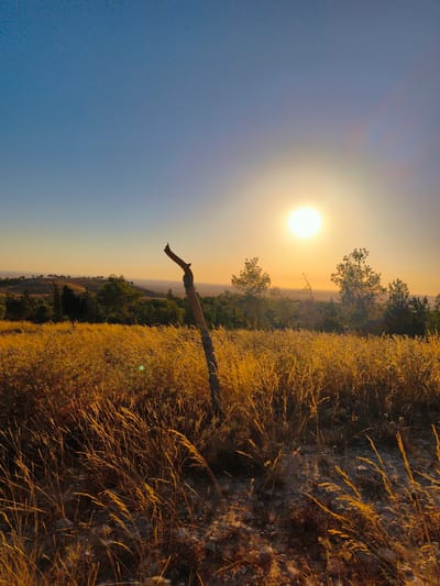 The image depicts a landscape at sunset in the city of Be'er-Sheva, Israel. The foreground is dominated by dry, golden grass, with a single, broken wooden post standing vertically in the center. In the middle ground, a line of trees and shrubs separates the grassy field from a gently sloping hill in the background. The sky is a clear blue, transitioning to a warm orange hue near the horizon where the sun is setting. The sun itself is a bright, luminous orb, casting a warm glow over the entire scene. The overall impression is one of a tranquil, natural setting bathed in the golden light of dusk.