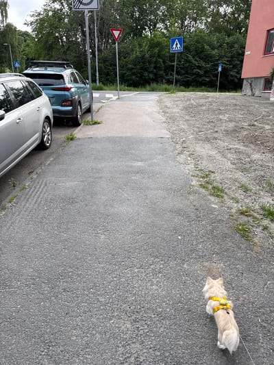 The image shows a street scene in Oslo, Norway. In the foreground, a small, fluffy dog with a yellow harness is on a leash, sniffing the asphalt. The dog is facing away from the camera. Behind the dog, several cars are parked along the side of the road. The closest car is silver, followed by a blue SUV, and then other vehicles partially visible.

In the background, there are trees and buildings. Two pedestrian crossing signs are visible, one closer and one further away, indicating a street with pedestrian traffic. A red and white triangular yield sign is also present. The ground beside the road is a mix of asphalt and gravel, with some patches of grass growing. The overall scene suggests an overcast day, possibly in the late afternoon or early evening, given the muted light. The setting appears to be a residential or mixed-use urban area. There is no discernible text in the image.