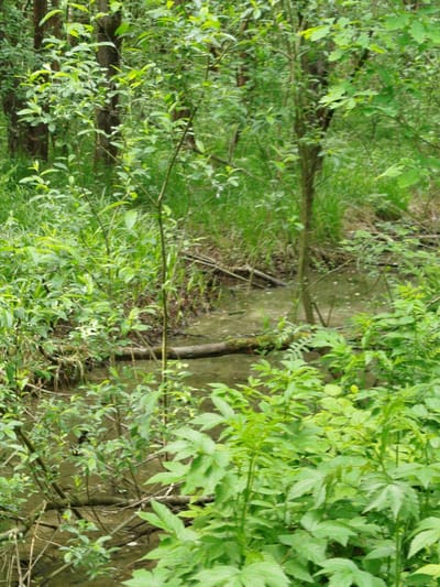 The image depicts a densely vegetated area, likely a forest or woodland setting, with a small body of water, possibly a stream or a pond, visible in the midground. The foreground is dominated by lush green foliage, including various plants and shrubs. There are tree trunks and branches visible among the vegetation. The water appears murky and shallow, with submerged logs and debris. The location is Боровково, Russia. There are no people visible in the image.