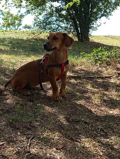 An adult, light brown dog with a dark nose and dark eyes is sitting on dry grass and leaves, looking to its left. The dog is wearing a red and black harness. It is partially shaded by a large tree with green leaves, whose trunk is visible in the background. The ground is uneven and covered with dry vegetation. Beyond the dog and the tree, there is a grassy hill and more trees in the distance under a bright sky. The image was taken in Nezavertaylovka, Moldova.