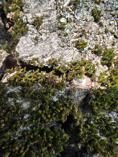 The image is a close-up, high-angle shot of moss and lichen growing on tree bark. The bark is rough and textured, with areas of gray and white lichen interspersed with dark brown patches. The moss is a vibrant green, with some patches appearing lighter or yellowish. Small, yellow structures, possibly sporophytes of the moss, are visible within some of the moss clumps. The lighting suggests it is daytime, with sunlight illuminating parts of the scene. In the center-right of the image, a small ant is visible on the moss. The overall scene is one of natural growth on the surface of a tree. The location is identified as Kostelec na Hané, Czechia. No people or text are visible in the image.