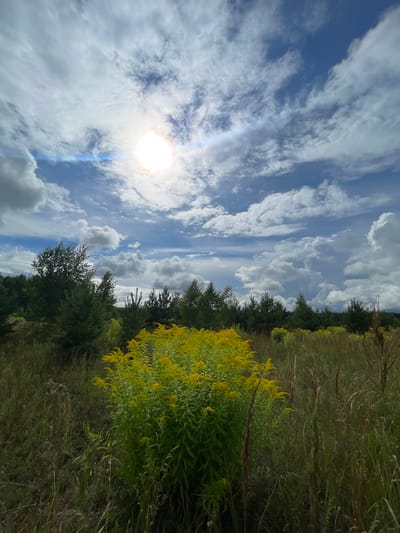 The image depicts a landscape scene in Plotinka (Yamnovskii S/S), Russia. The foreground is dominated by a field of tall, vibrant yellow wildflowers, likely goldenrod, with various grasses and other greenery interspersed. In the midground, a line of evergreen trees, appearing as a forest edge, forms a dark green barrier. The background reveals a distant tree line, suggesting rolling hills or a larger wooded area. The sky is a striking blue with dramatic, fluffy white clouds, and the sun is visible, partially obscured by clouds, casting a bright, almost ethereal glow. The overall impression is one of a natural, somewhat wild, outdoor setting on a sunny, partly cloudy day. There are no people or animals visible in the image.