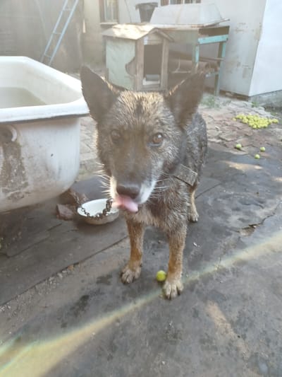 A medium-sized, brindle-colored dog with wet fur is standing on a concrete patio in an outdoor setting, possibly a backyard or rural area, in Oleksandriia, Ukraine. The dog is looking directly at the camera with its tongue slightly out, suggesting it might be panting or playfully interacting. A light chain is attached to a collar around its neck and leads to a small white bowl on the ground. To the left of the dog is a large, white, antique-style bathtub filled with water.
In the background, there are various elements that provide context to the location. A wooden ladder leans against a building. A simple wooden structure, possibly a doghouse or shed, is visible, along with some discarded building materials. A pile of small, light-colored fruits, likely unripe apples or similar produce, are scattered on the ground to the right, indicating a possible agricultural or home-garden environment. The lighting suggests it is either early morning or late afternoon, with sunlight casting a warm glow and creating lens flare effects, particularly in the lower portion of the image. The overall scene appears rustic and somewhat unkempt, typical of a functional outdoor space. There is no visible text in the image.