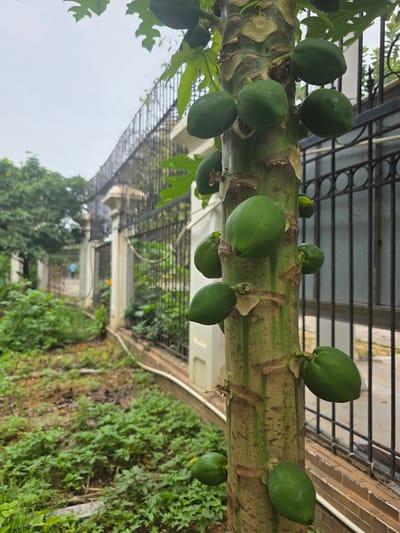 An eye-level, angled shot depicts a papaya tree laden with green, unripe fruits. The tree is likely growing in an urban or suburban environment within Shunde District, China.

**Subject:** A papaya tree trunk with multiple green, unripe fruits attached.

**Objects:** Papaya fruits, tree trunk, leaves, metal fence, buildings, other greenery.

**Environment:** The scene appears to be outdoors, with a building and greenery in the background. The lighting suggests an overcast or partially cloudy day. The presence of a metal fence and architecture suggests an urban or suburban setting, possibly in Shunde District.

**Additional Details:** The tree trunk is thick and has a rough texture. The fruits are varying in size. Greenery grows underneath the tree and in the surrounding area. A metal fence or balcony railing is visible in the background, as well as a partial view of buildings.