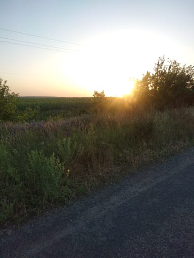 The image shows a sunset over a rural landscape. The sun is low in the sky, casting a warm glow over the scene. The foreground is dominated by a dirt road and tall grass, with some wildflowers visible. In the middle ground, there is a field of crops, possibly sunflowers, and a line of trees. In the background, the sky is a pale blue, fading into yellow and orange near the horizon. There are no people or animals visible in the image. The overall impression is one of peace and tranquility. The image was likely taken in Zherebkove, Ukraine, given the context provided.