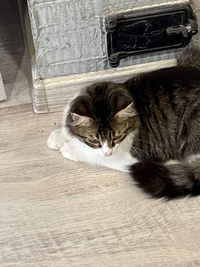 A cat lies on a light-colored wooden floor next to what appears to be a faux stone fireplace with a small, dark-colored metal door or access panel. The cat is brown and white, with its head resting on its white fur. The location is potentially in Zheleznodorozhny, Russia, based on the user's prompt.