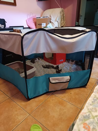 The image shows a portable pet enclosure set up indoors on a tiled floor. The enclosure is made of a light-colored fabric with a mesh top and sides, and a teal-colored base. Inside the enclosure, there appear to be several small animals, likely kittens or puppies, due to their size and coloring, which is predominantly black and white or tabby. One of the animals is visible in the foreground, partially obscured by the mesh. In the background, a red object with some white text is also inside the enclosure, and beyond that, the enclosure's interior fabric is visible.

On top of the enclosure, to the left, is a glimpse of a shelf or table holding various items. These include a black bag, several framed certificates or documents, and some boxes. Notably, a pink shopping bag with "ROSA COCCI" printed on it is visible, alongside cardboard boxes. One of the boxes has text that appears to be "ARCANI" and "Pets Pro". A white and green item, possibly packaging or a toy, is also on the shelf. The wall behind the shelf is painted pink.

To the right of the enclosure, part of a doorway with a dark door and a white doorframe is visible, suggesting this is a room within a home. A piece of patterned fabric, possibly a tablecloth or bedspread with floral motifs in orange and green, lies on the floor to the right of the enclosure. The lighting suggests it is daytime, likely indoors with artificial lighting supplementing natural light, as there are no strong shadows indicative of direct sunlight. The overall scene conveys a domestic setting, possibly a living room or bedroom, where pets are being housed. The presence of pet-related items like the enclosure and the text on the boxes suggests the owner is caring for animals.