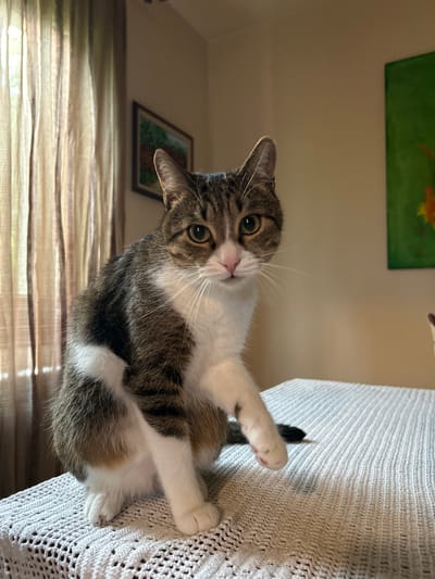 A tabby and white cat is posed on a white crocheted blanket, which covers a table or surface. The cat is looking up and to the left of the frame, with its body angled towards the viewer. Its front paws are extended, one resting on the blanket and the other partially visible. The cat's tail is curled up behind it, with only the black tip showing. The cat has green eyes and white whiskers. The background is slightly out of focus, showing a wall with a framed picture of what appears to be a landscape. To the left, sheer curtains with a horizontal striped pattern are visible. The lighting suggests it is daytime. The image is taken from a low angle, looking up at the cat. The scene appears to be indoors, in a home environment. No text is visible.