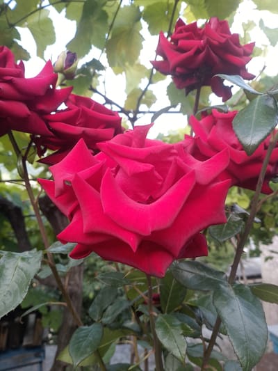 This is a close-up, low-angle photograph of several deep red roses in bloom, set against a backdrop of green leaves and a bright, possibly overcast sky. The roses are the primary subjects, with one large, fully opened bloom dominating the foreground. Its velvety petals are a vibrant crimson, with sharp, pointed edges that create a dramatic, almost star-like effect. Several other roses, some fully open and some partially budded, are visible behind it, adding depth and texture to the composition. The leaves are a lush, dark green, with some lighter green foliage from what appears to be a vine or another plant overhead.

The lighting suggests it could be daytime, but the sky is washed out, indicating diffused light, possibly due to clouds or the intensity of the sun. The setting appears to be an outdoor garden or a natural setting where roses are growing. In the background, there are some indistinct vertical shapes that might be tree trunks or parts of a fence or building, hinting at a residential or park-like environment. A hint of blue and weathered wood structure is visible at the bottom left, possibly part of a fence or garden furniture.

The focus is sharp on the foreground roses, highlighting their intricate details and rich color, while the background is softer, creating a sense of depth and drawing the viewer's eye to the main subjects. There is no visible text in the image. The overall mood is one of natural beauty and the vibrant display of flowers. The context provided places this scene in Ijevan, Armenia.