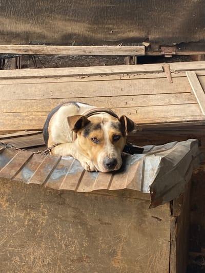 A medium-sized dog with tan, white, and black markings is lying on its side on a corrugated metal surface. The dog is wearing a collar and is tethered by a chain. Behind the dog, there are wooden planks and a dark background. The setting appears to be an outdoor area, possibly a yard or a shed, with a rustic and somewhat dilapidated environment. The lighting suggests it is daytime, with sunlight casting shadows. The location is identified as Kisliakovskaya, Russia.