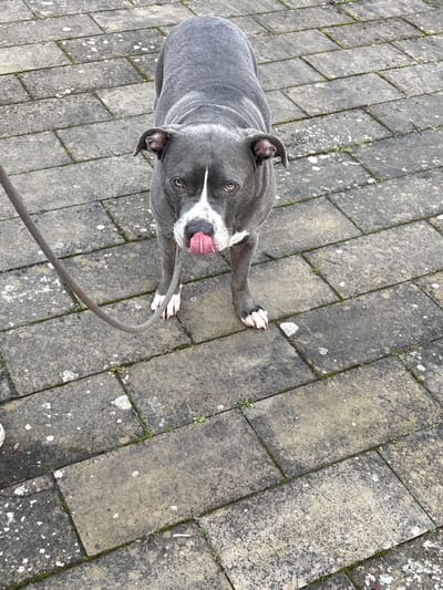 A blue-gray American Pit Bull Terrier or similar breed stands on a paved surface, looking directly upwards toward the camera. The dog features a white blaze on its face extending down its muzzle, and white markings on its paws. Its tongue is extended, actively licking its nose. A dark-colored leash is visible on the ground extending from the dog's left side towards the lower left corner of the frame. The ground consists of rectangular, weathered gray paving stones with visible lichen and sparse green weeds growing in the cracks. The scene is outdoors under natural light. The specific location in Bech-Kleinmacher, Luxembourg, is not discernible from the visual elements within the image.