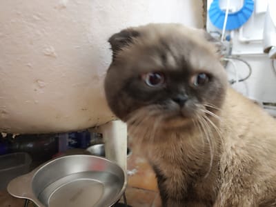 The media file shows a close-up shot of a fluffy cat with grey and brown fur. The cat has large, expressive eyes and prominent whiskers. The background is out of focus but appears to be an indoor setting with some plumbing and a blue object that resembles a shower cap. To the left, a portion of a large, textured, off-white object dominates the frame. In the foreground, a silver metal bowl with water is visible, and on its surface, faint text that reads "SUS304" is present. The cat's fur is soft and detailed, and its gaze is directed towards the viewer, conveying a curious or perhaps cautious emotion. The lighting suggests an indoor environment, possibly during daytime. The provided location context is Makiivka, Ukraine, but this specific detail is not evident from the visual information within the image itself. The scene appears to be a casual moment, possibly at home, with the cat interacting with its surroundings.