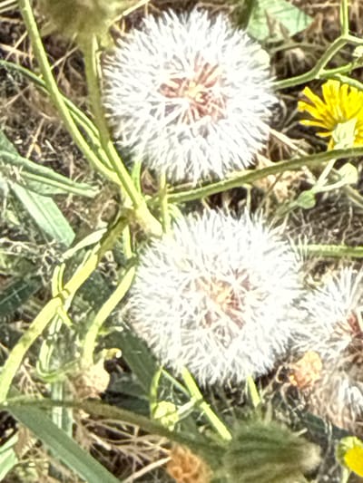 The image depicts a close-up view of a natural outdoor environment, likely a meadow or field, with focus on several dandelion seed heads and a single yellow flower. The scene is set in Korobivka, Ukraine. The dandelion seed heads are white and fluffy, with some appearing to have already dispersed their seeds, indicated by the sparse centers. One yellow flower, possibly a dandelion in its earlier blooming stage, is visible to the right of the frame. Green stems and leaves are interspersed throughout the composition, suggesting a growing season. The background is a blur of dry grass and soil, typical of a rural or semi-rural landscape. No people, animals, or man-made structures are identifiable in the frame. The lighting suggests it is daytime, with the sun illuminating the flowers and creating bright highlights.
