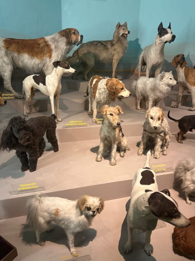 The image shows a taxidermied display of various dog breeds and a wolf, set against a light blue wall. The dogs are arranged on tiered platforms and the floor.

Starting from the top left, a large St. Bernard with brown and white markings stands prominently. To its right is a wolf, with grey fur. Next to the wolf is a white and black Great Dane. To the right of the Great Dane, a tan and white hound is partially visible.

In the middle row, a white and brown dog with a long coat, identified by text as "G'haariger Hardiner," stands on a lower platform. In front of it is a smaller dog with white and brown markings, possibly a Spaniel, indicated by text that reads "Spring Span." To the right of this dog is a white Samoyed. Further right, a tan and white fox terrier sits. To its right, a dark-colored dog, possibly a Poodle, is positioned. Behind these dogs, a white fluffy dog is visible.

On the bottom level, a black poodle stands on the left. In front of it, a small white and tan dog, labeled "Kleinpudel in Modeschur" (Small Poodle in Fashion Cut), is posed. To the right of the poodle, a white and brown fox terrier is shown. Further to the right, a brown fur pelt is visible on the floor, and a white fluffy tail of another taxidermied animal is seen.

Yellow labels with German text are placed in front of some of the taxidermied animals, identifying their breeds or classifications. The overall environment appears to be a museum exhibit. The context provided by the image crops indicates that this is a display at the Salzburg Museum Carolino Augusteum in Salzburg, Austria, specifically within a section dedicated to the history and breeds of dogs.