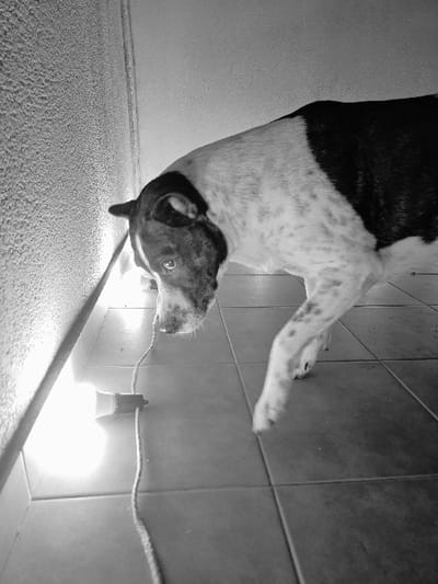 A black and white photographic image depicts an indoor corner in Villa San Andrés, Argentina. The central subject is a medium-sized dog, presenting a coat pattern of black on its back and head, transitioning to white with dark spots on its underbelly and visible legs. The dog's head is lowered, its gaze fixed on an illuminated incandescent light bulb resting directly on a dark grey tiled floor. An electrical cord extends from the bulb's socket, leading out of frame to the left. The immediate environment consists of a light-colored, rough-textured wall on the left, illuminated by the bulb, and a smooth, lighter-toned wall or ceiling plane above and to the right. The dog's right front paw is visible, positioned slightly above the tiled surface, suggesting movement or a paused stance. No human subjects are present.