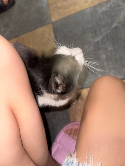A close-up shot from a high angle captures a black and white kitten nestled between a person's legs on a floor with a checkered pattern of gray and brown tiles. The kitten's head is turned upwards, with its white whiskers fanning out. The person's bare legs, light-skinned and smooth, frame the kitten, with one leg bent and the other partially visible. A pink slipper with a fuzzy texture is visible in the lower right corner, partially obscured by the person's leg. The scene appears to be indoors. No specific location in Bohunove, Ukraine, can be determined from the image.