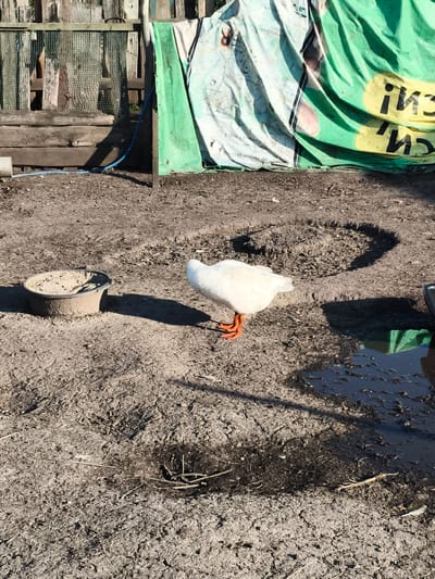 A white goose with orange feet stands in a muddy yard in front of a wooden fence covered by green and white tarps. A gray dish sits to the left of the goose, and a puddle of water is visible to the right. The ground is covered in dirt and debris, with sparse vegetation. The scene appears to be an outdoor enclosure, possibly on a farm or rural property, located in the city of Ilmino, Russia.