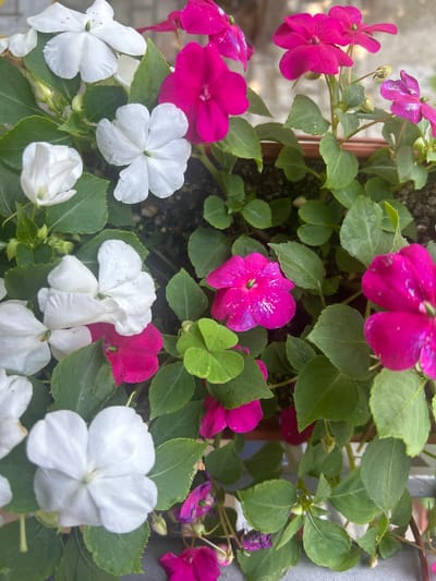 A top-down close-up shot captures a collection of vibrant impatiens flowers in shades of white and fuchsia, nestled amongst lush green foliage. The flowers are in various stages of bloom, with some fully open and others in bud. The background is blurred, suggesting the plants are in a planter. The scene is illuminated by natural daylight, casting soft shadows on the petals and leaves. There is no indication of the location in Parvomay, Bulgaria.