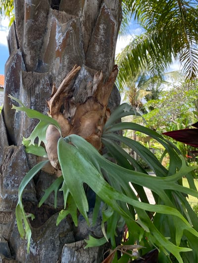 This is a close-up, eye-level, outdoor shot of a large staghorn fern (Platycerium spp.) growing on the trunk of a palm tree. The fern has broad, green, lobed fronds that extend outwards and downwards. The palm tree trunk is textured and appears to be shedding its outer bark. In the background, out of focus, are lush green foliage and a glimpse of a blue sky with some clouds, indicative of a tropical environment. A hint of a building with a terracotta roof is visible on the far left, suggesting a residential or resort setting. This image was taken in Buleleng, Indonesia.