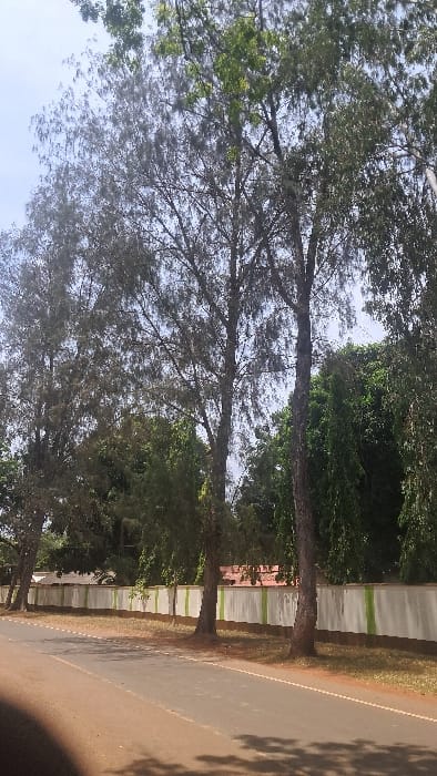 The image depicts an outdoor daytime scene in Waa Ngombeni ward, Kenya. A paved road occupies the lower portion of the frame, bordered on the left by a reddish-brown dirt shoulder and on the right by a grassy area. Multiple tall trees with varying foliage densities line the right side of the road, casting shadows onto the pavement. Behind these trees and grass, a long, white masonry wall with evenly spaced vertical green stripes is visible. A dark brown base extends along the bottom of the wall. Partially obscured by trees and above the wall, a building with a reddish-brown tiled roof is discernible in the mid-ground. The sky above is clear and light blue, visible through the tree canopy. No individuals or active subjects are present.