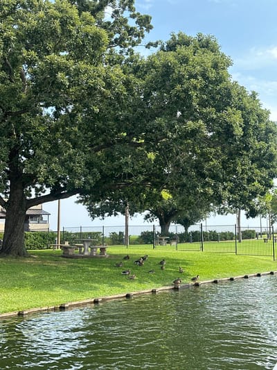 The scene depicts a park-like environment adjacent to a body of water in Montgomery, United States. The foreground features a green-tinted body of water, approximately 25% of the lower frame, with minor ripples. A dark, segmented wooden or concrete retaining edge separates the water from a bright green, manicured grassy bank that slopes gently upward.
Approximately 15-20 ducks, appearing to be various breeds including mallards, with brown, grey, and some green plumage, are present on the grass near the water's edge. A few ducks are positioned directly at the water's boundary. No human figures are visible.
In the mid-ground, under the broad canopy of a large, mature tree on the left, a light-colored, possibly stone or concrete picnic table with a central umbrella hole is situated, accompanied by three matching benches. A black metal fence, constructed from vertical pickets and horizontal rails, extends horizontally across the scene, delineating the grassy area. An opening or gate in the fence is visible towards the right-center.
The background is dominated by large, dense-leafed green trees, likely oak species, extending high into the frame, with one prominent trunk on the left. Beyond the fence, additional grassy areas and distant trees are visible, including another picnic table under a tree. To the far left, partially obscured by foliage, a multi-story building with light-colored siding and dark trim is present. The sky above is light blue with scattered white clouds, indicating clear daytime conditions.