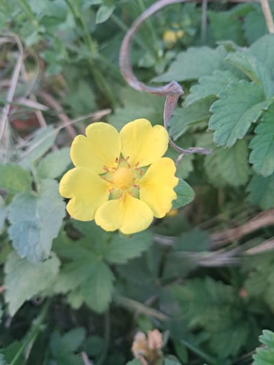 The image shows a close-up of a single yellow flower with five petals, set against a background of green leaves and dry grass. The flower is in focus, with its petals slightly curved and a cluster of stamens visible in the center. The surrounding foliage is out of focus, creating a soft bokeh effect. The lighting suggests it might be daytime, possibly overcast or in a shaded area, as there are no harsh shadows. The overall scene appears natural and depicts flora in a garden or wild setting. There are no people, text, or specific identifiable objects other than the flower and plant life. The location context provided is Khadyzhensk, Russia, but there are no visual cues in the image itself to confirm this specific location.